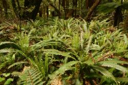 Blechnum discolor. Colony of mature plants spreading by means of underground stolons.
 Image: L.R. Perrie © Te Papa CC BY-NC 3.0 NZ